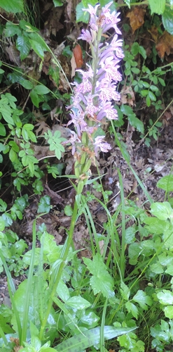 Dactylorhiza maculata subsp. fuchsii